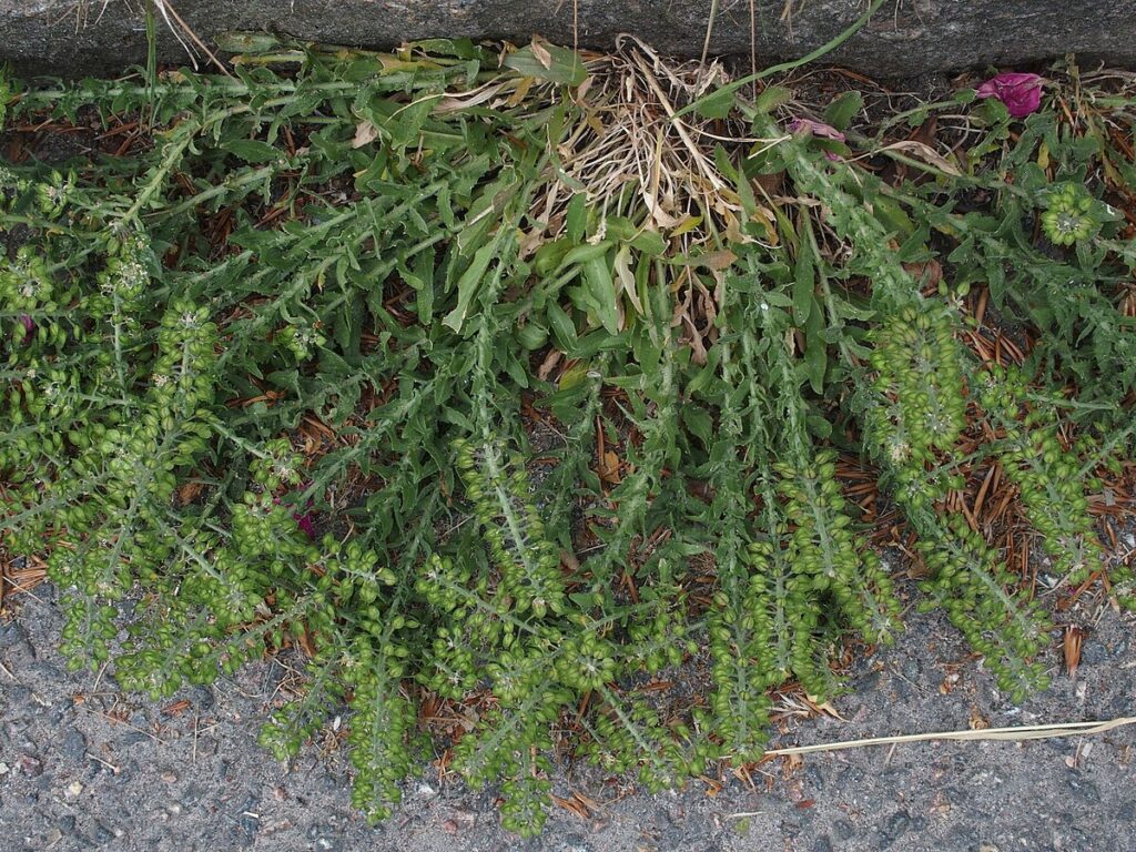 Cespo di lepidio con frutti a siliqua.