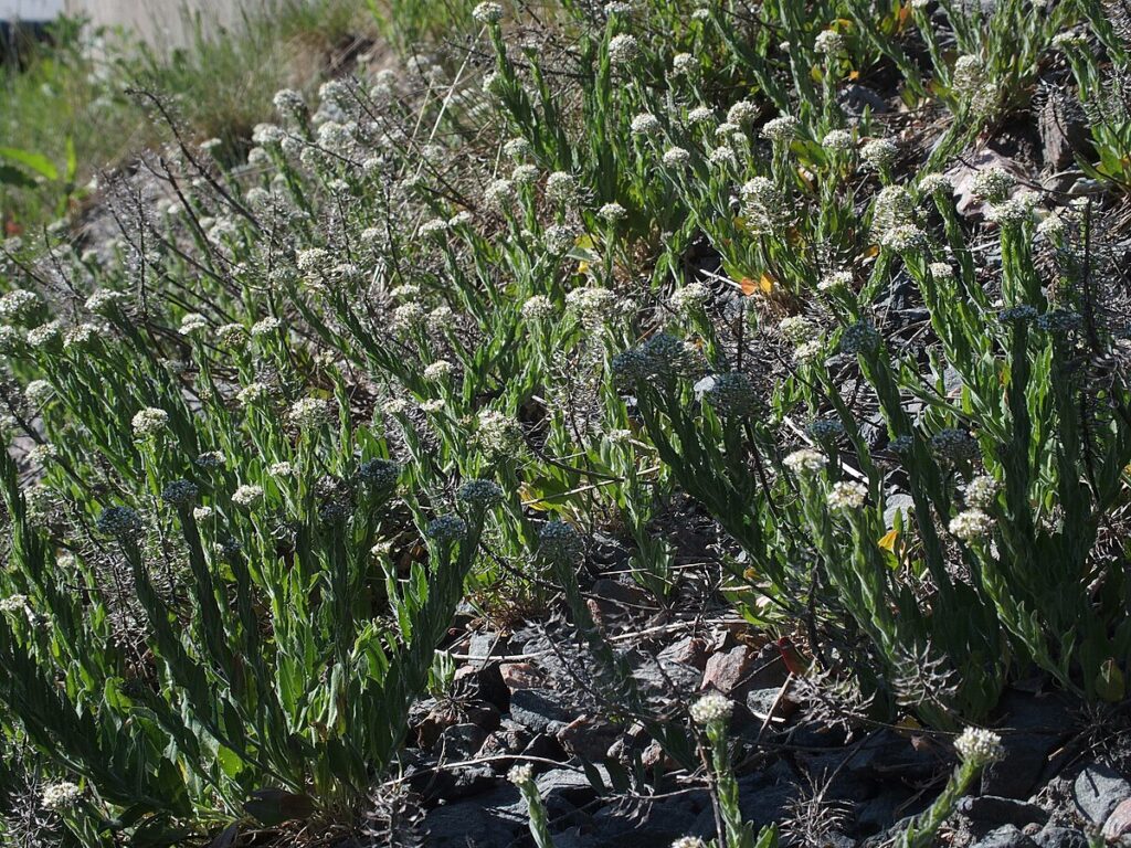 Molte piante fiorite su un declivio assolato.