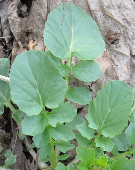 Foglie verdi di barbarea, con lobo terminale più grande.