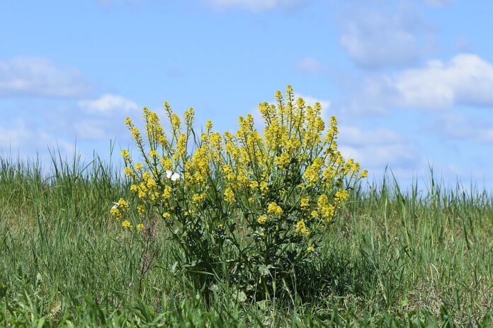 Pianta fiorita in un prato, che svetta sul cielo azzurro.