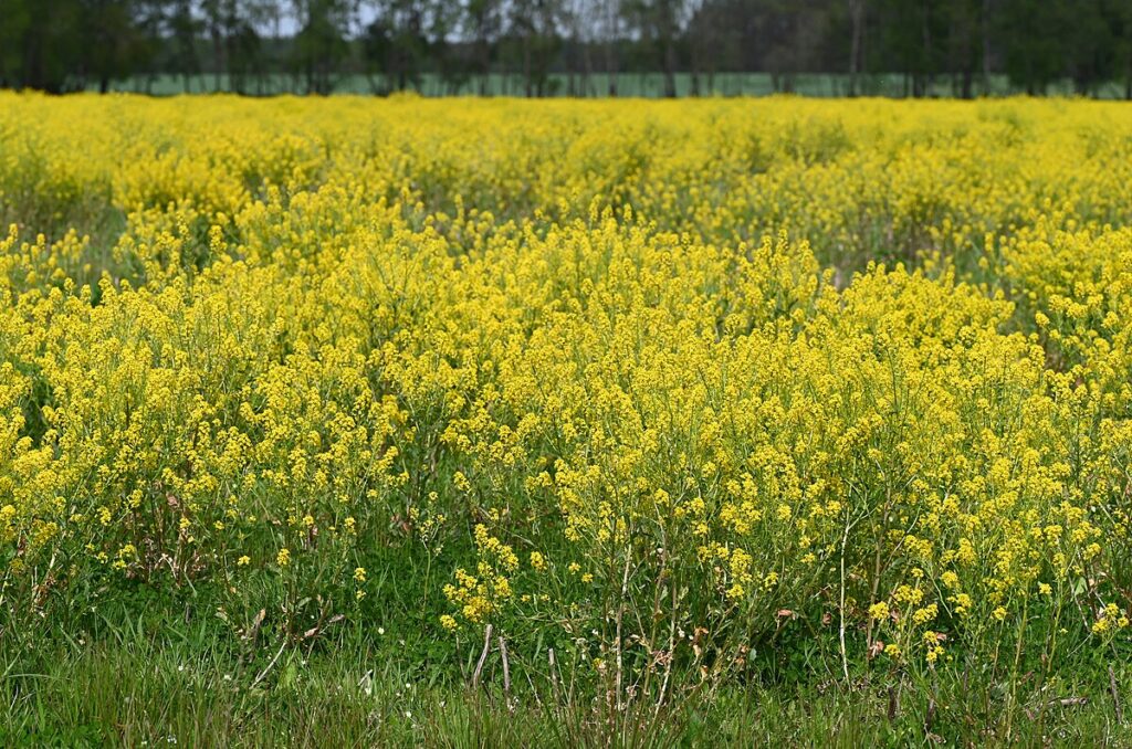 Prato che appare giallo per le tante piante di barbarea in fiore.