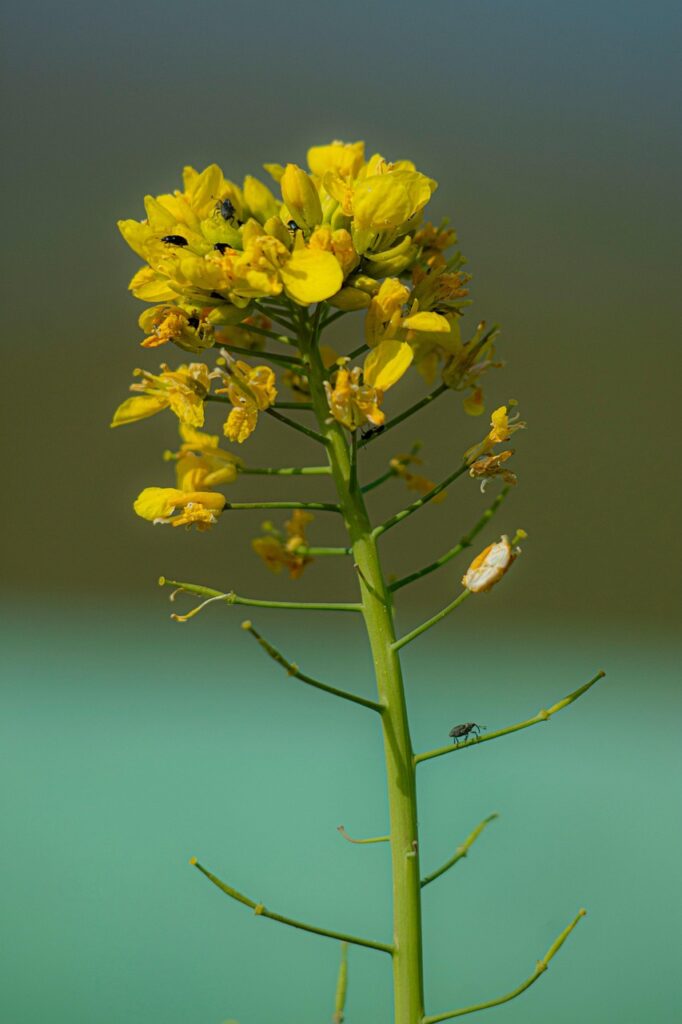 Infiorescenza gialla con in basso le prime silique in formazione.