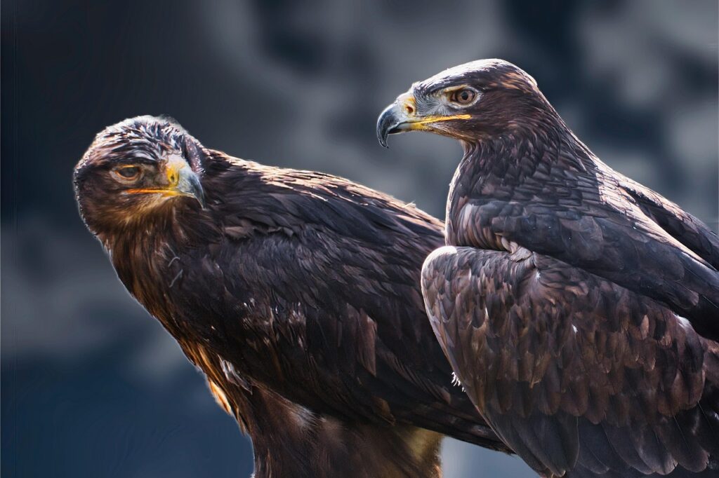 due poiane si guardano e sono ferme su un ramo e hanno piumaggio marrone