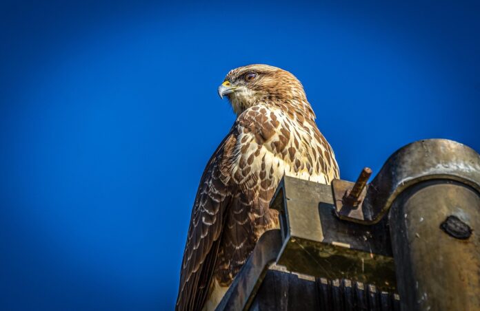 Un apoiana ferma su un camino, ha piume marroni e becco ricurvo