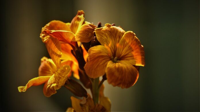 Particolare del fiore di violaciocca a 4 petali giallo scuro.