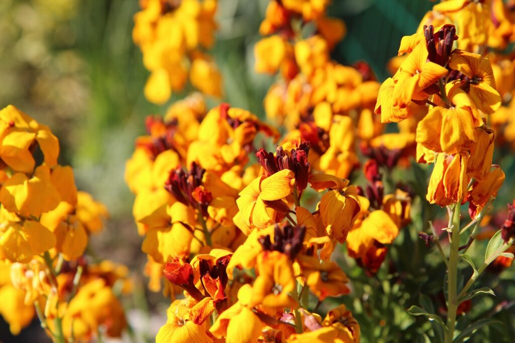 Sommità fiorite giallo oro.