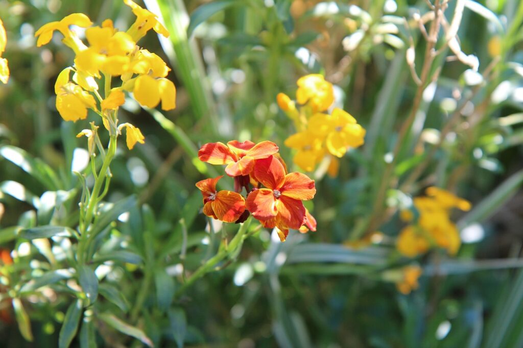 Infiorescenze gialle e arancioni.