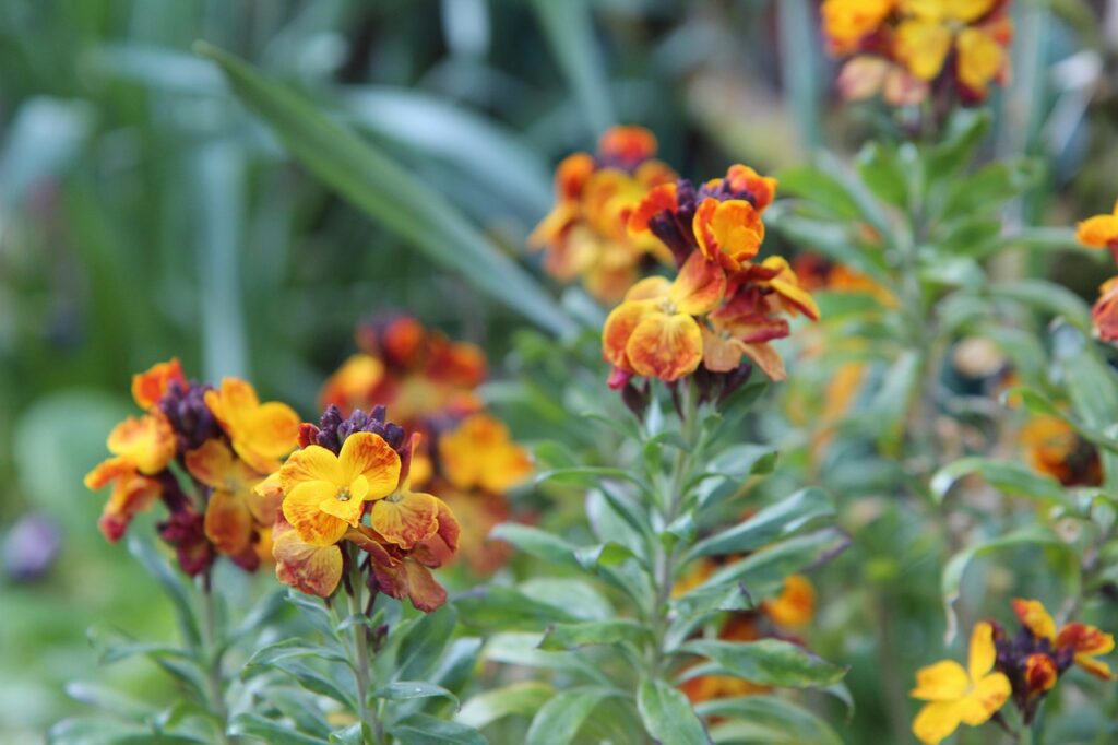 Un paio di infiorescenze a clava con fiori gialli screziati di arancione.