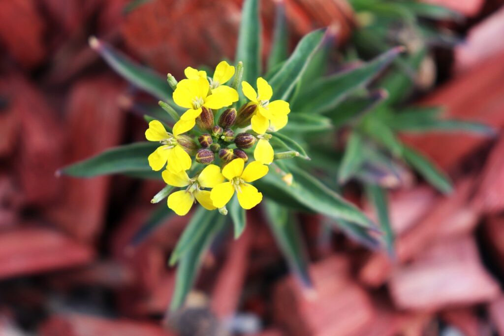 Infiorescenza gialla di violaciocca vista dall'alto, con foglie lanceolate verdi.