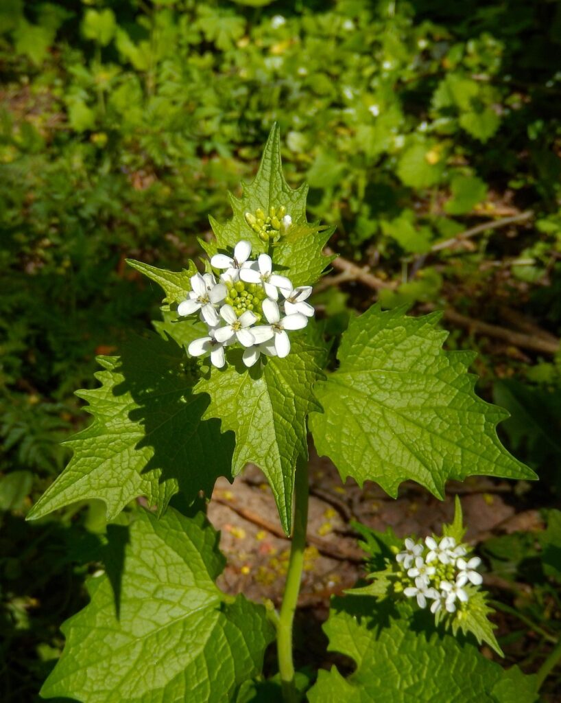 Sommità fiorita a racemo, vista dall'alto, con fiori bianchi e foglie triangolari.