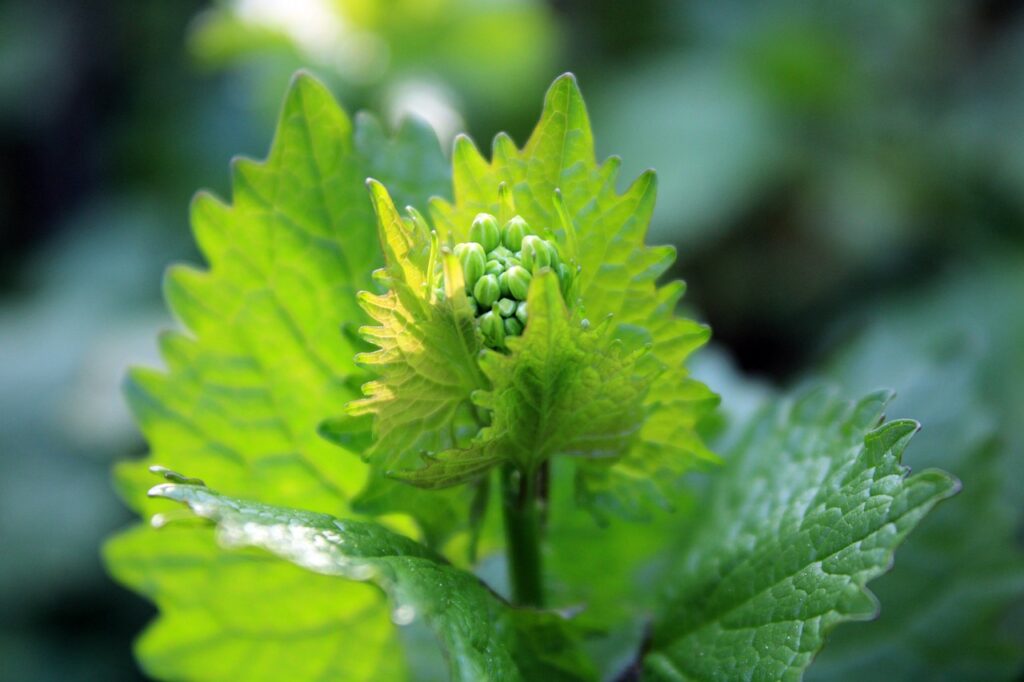 Particolare del fiore in boccio tra le foglie di alliaria.