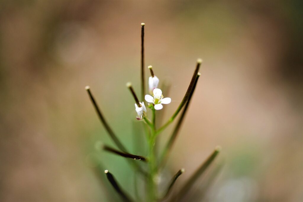 Sommità del cardamine, con le silique erette che stanno sostituendo i fiori.