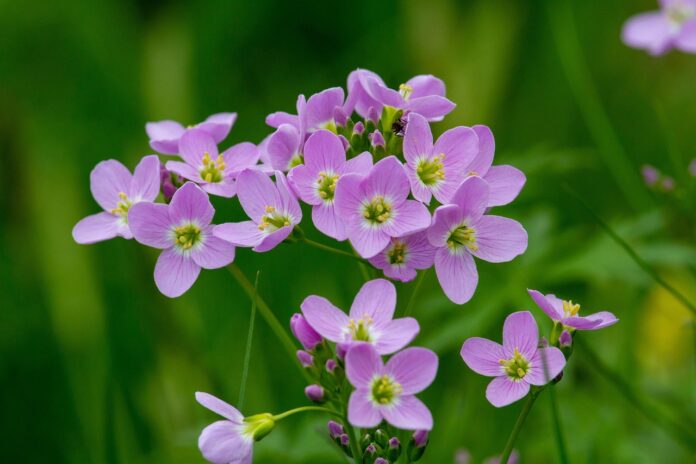 Spighe fiorite di cardamine in primo piano, con corolle lilla a 4 petali.