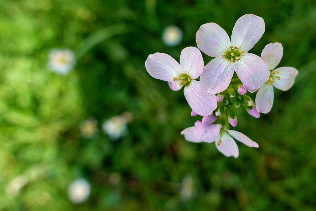 Alcuni fiori rosati su sfondo sfocato d'erba verde.