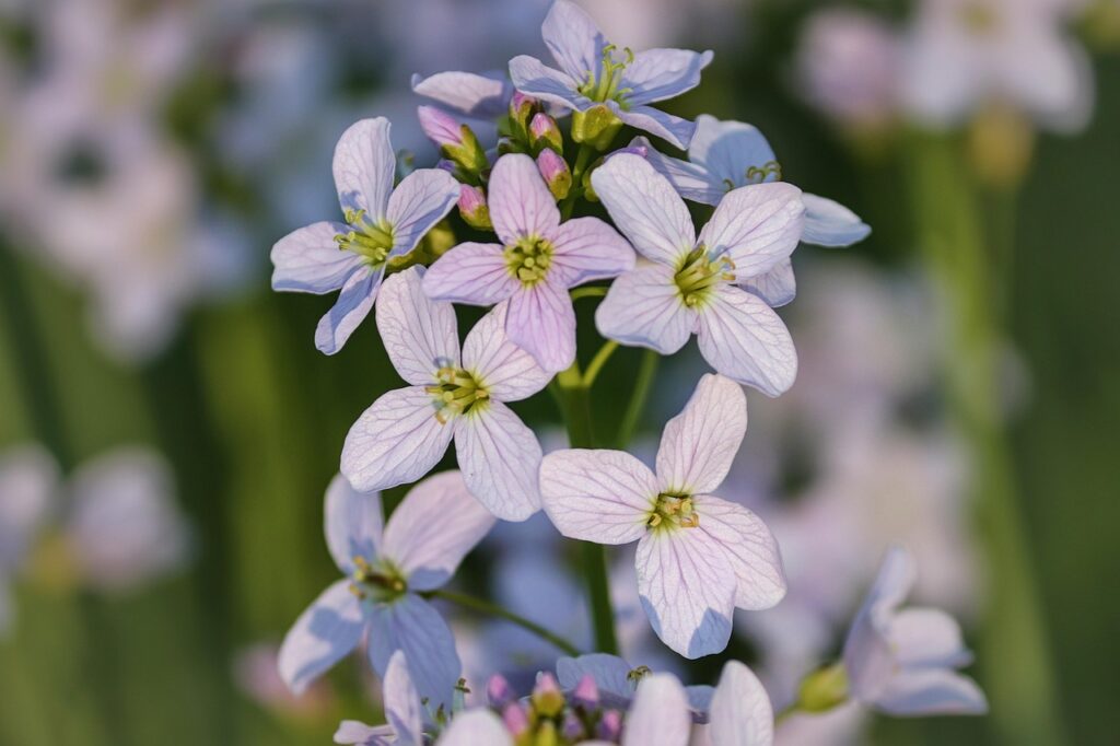 Particolare con spiga di fiori a 4 petali lilla.