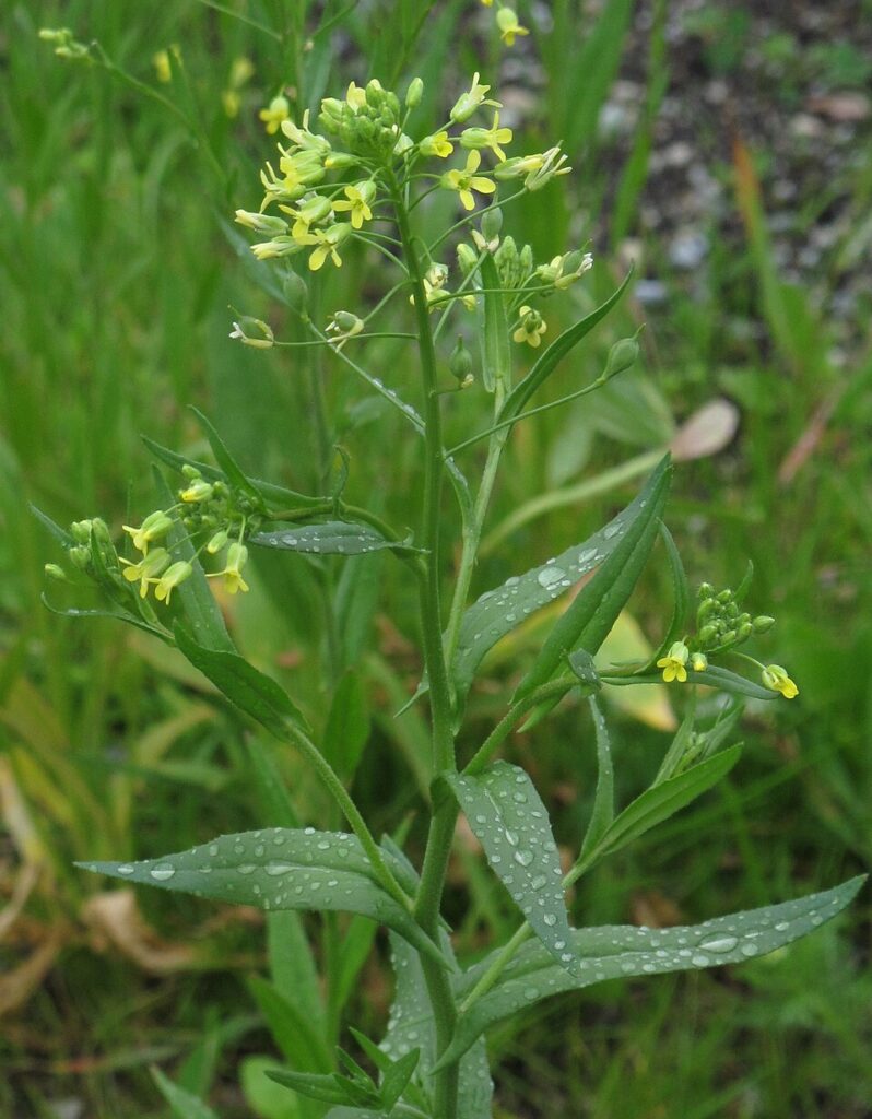 Pianta fiorita con corolle gialle e foglie lanceolate.