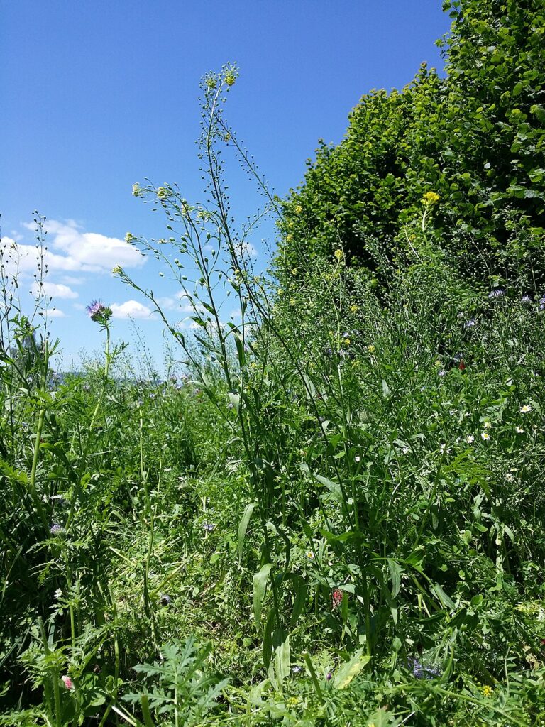 Pianta selvatica in natura presso una siepe.