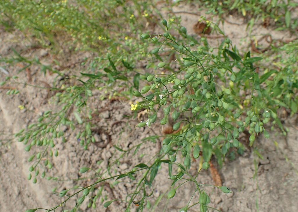 Pianta di dorella con fiori e frutti, un po'piegata su terreno brullo e fangoso.