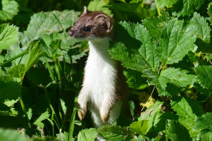 L'ermellino simbolo di regalità e sorprendente astuzia - Zetatielle Magazine - Mustela_erminea_5 L'ermellino con muso appuntito, come un roditore, manto scuro sul dorso e bianco sulla pancia, sbuca dal fogliame
