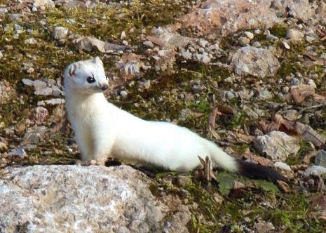 ermellino pelo bianco fra le rocce