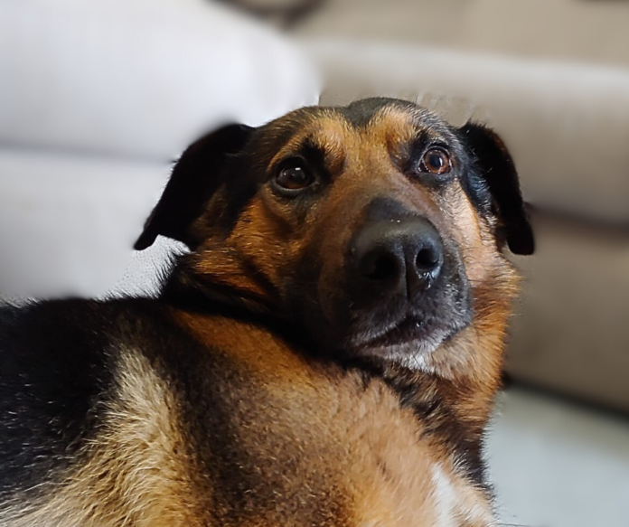 Bonus animali domestici 2026 - nella foto un cane con pelo rossiccio e nero, razza pastore neozelandese, è seduto per terra e guarda verso l obiettivo con sguardo dolce