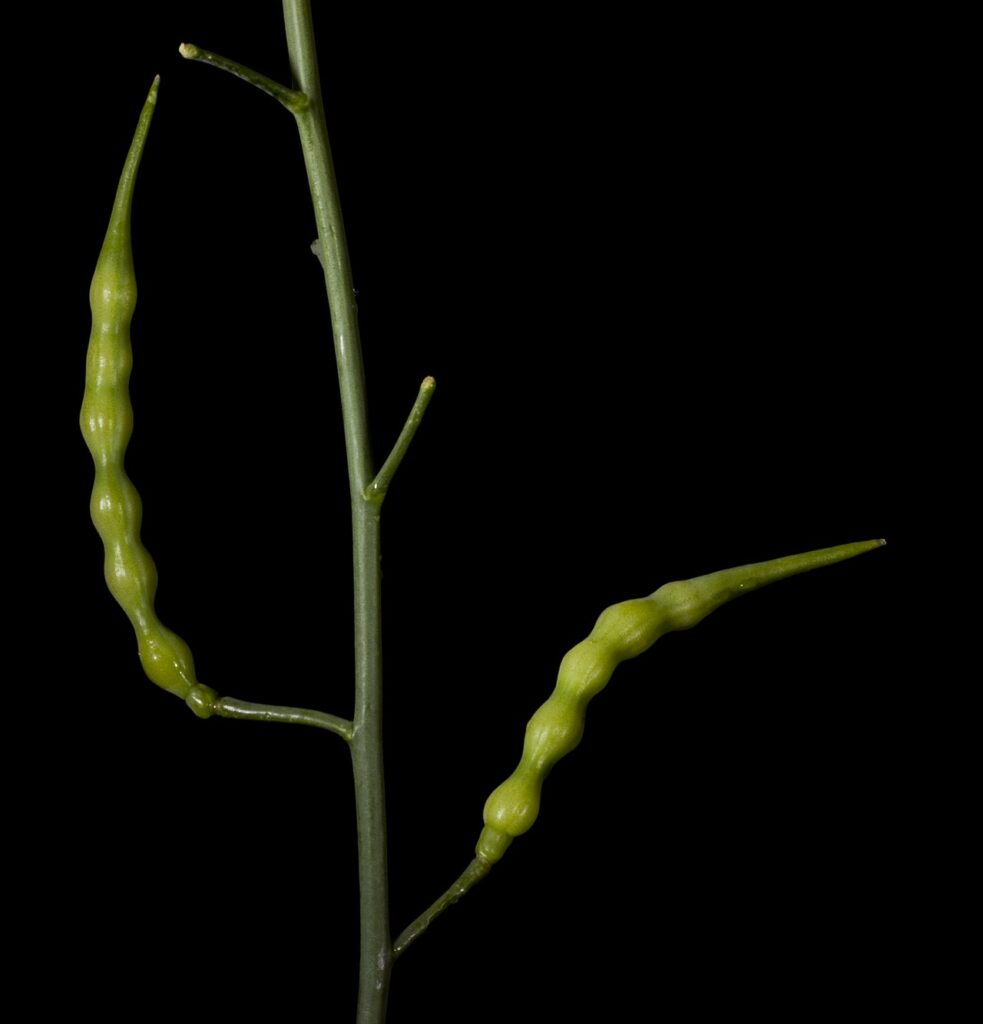 Particolare di due frutti a siliqua, da parti opposte rispetto al fusto, su fondo nero.