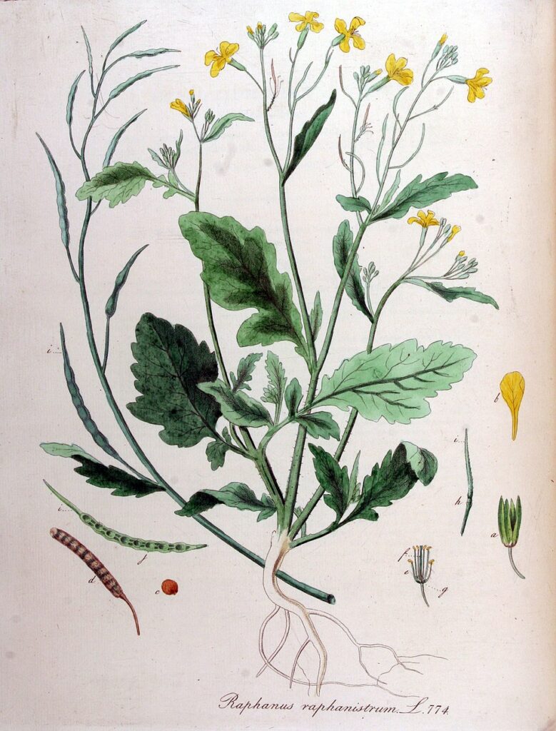 Disegno scientifico del rafanistro, con fusto, radici, foglie, fiori e frutti.