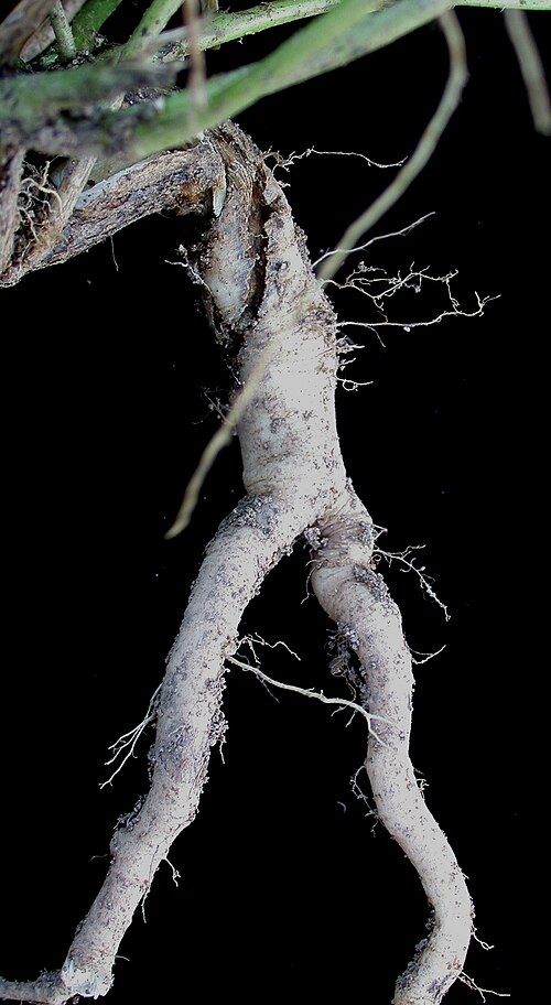 Radice grigiastra a fittone biforcuta e con radichette secondarie.