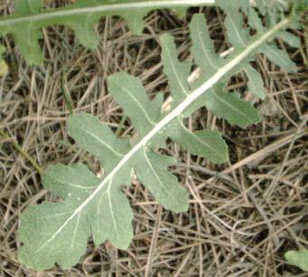 Foglia pennata di rafanistro, particolare