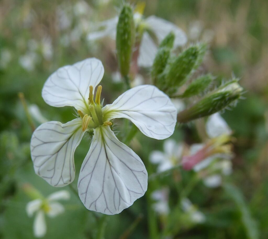 Fiore bianco in primo piano, a 4 petali e con evidenti venature violacee.