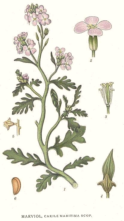 Tavola scientifica con fusto, foglie, fiori e frutti di ravastrello.