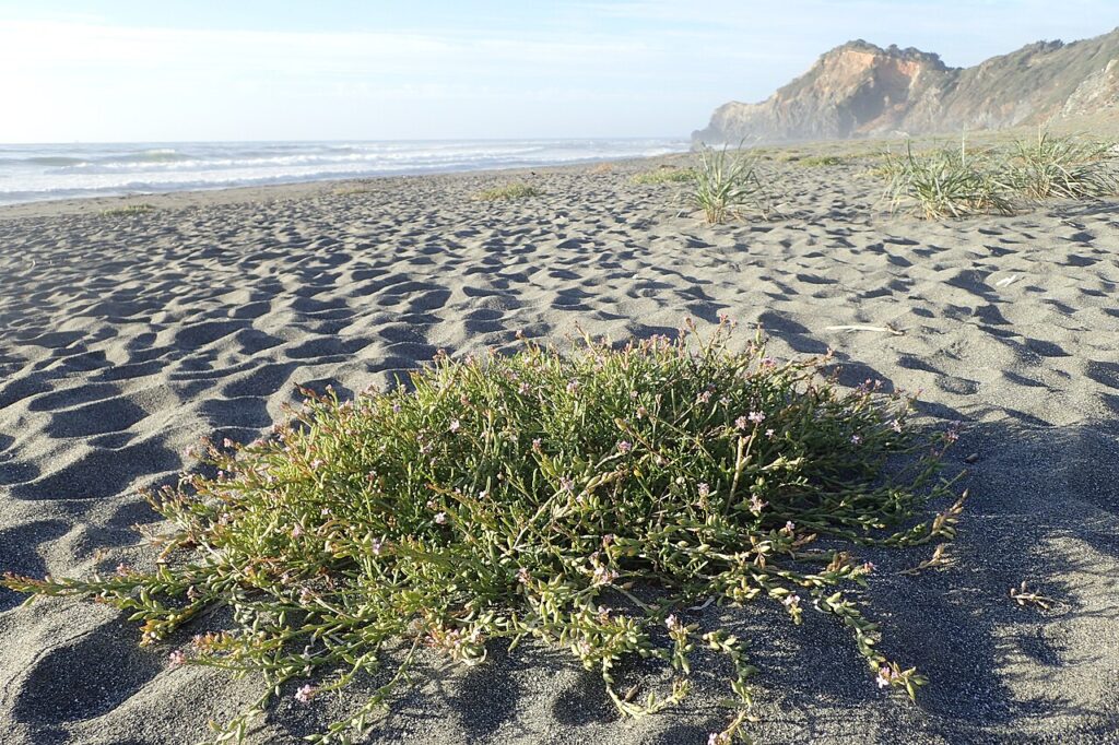 Tratto di spiaggia con una pianta a forma di cuscino in primo piano.
