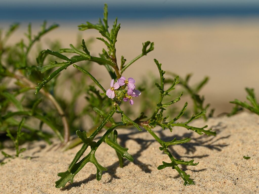 Esemplare fiorito in cui si vedono molto bene le foglie verdi e succulente.