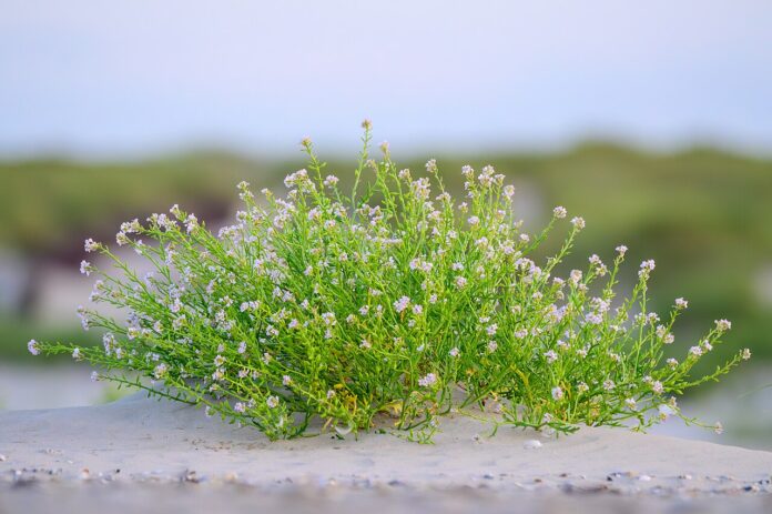 Il ravastrello, audace pioniere che ha reso sua l'isola deserta - Zetatielle Magazine - Europäischer_Meersenf_(Cakile_maritima)_auf_Norderney_03 Pianta fiorita di ravastrello con il mare sullo sfondo.