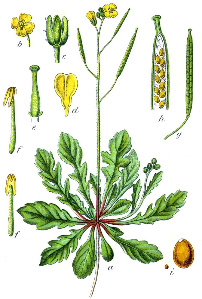 Disegno scientifico con foglie, fusto, fiori e frutti.