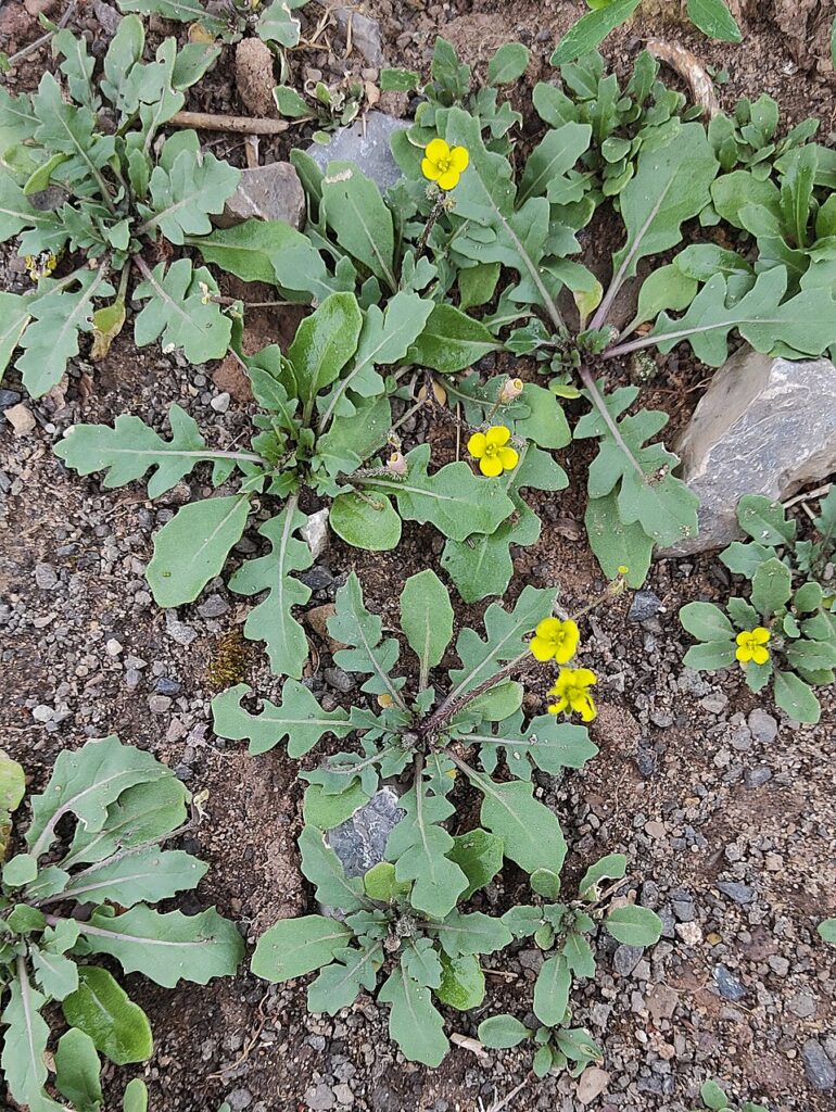 Piante di ruchetta su terreno brullo. Si notano le rosette basali delle foglie e i fiori gialli.