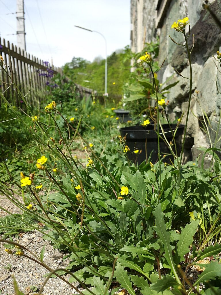 Pianta fiorita che vegeta alla base del muro di una casa.