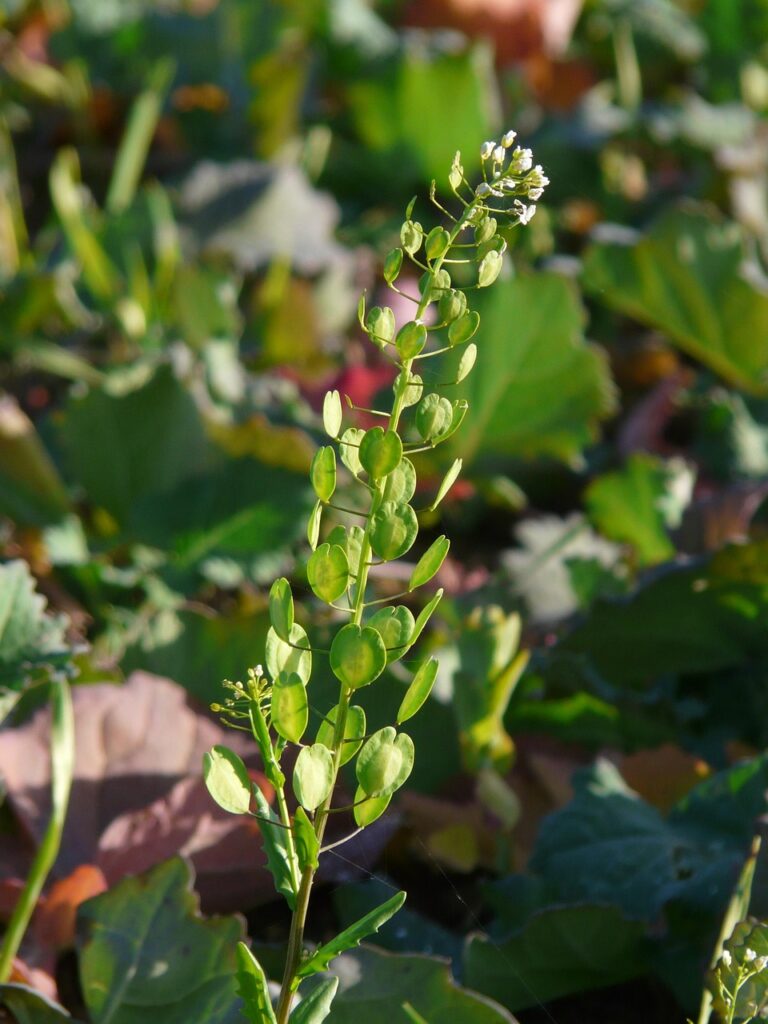Spiga di erba storna con frutti verdi a forma di moneta.