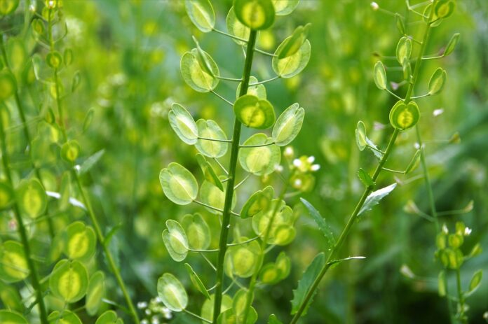 L'erba storna, che semina nei campi uno strano denaro - Zetatielle Magazine - ivabalk-thlaspi-arvense-5176624_1280 Particolare con spighe di frutti verdi a forma di moneta.