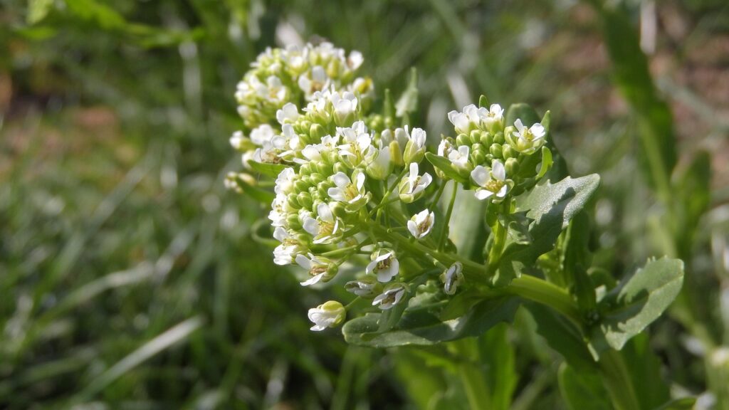 Un paio di sommità fiorite, in primo piano, con fiori bianchi e foglie.