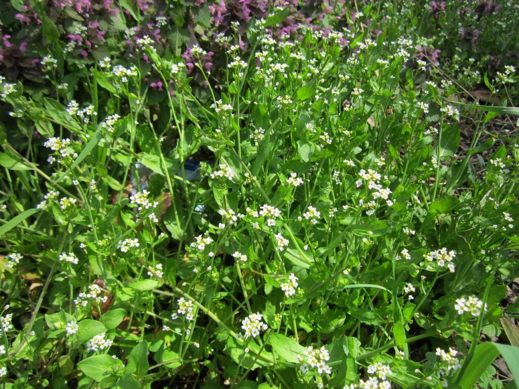 Gruppo di piante fiorite di erba storna, con i fiorellini bianchi a 4 petali.