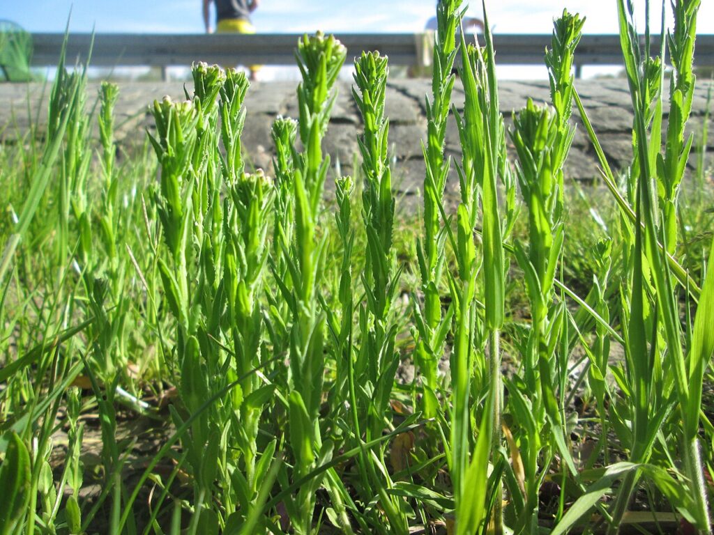 Molte piante verdi in primo piano, con sottile sfondo di cielo azzurro dietro un guardrail. 