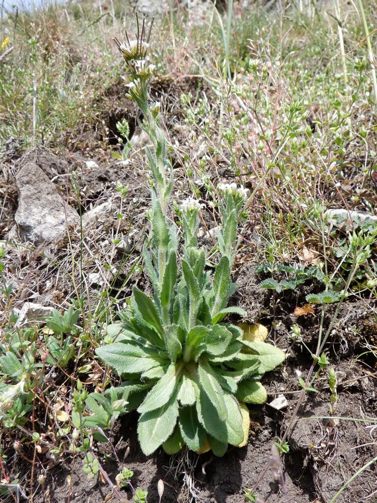 Esemplare su terreno roccioso, con una bella rosetta basale di foglie verdi e steli fioriti.