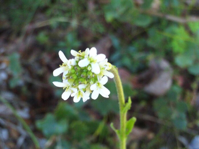 Infiorescenza di arabetta irsuta con diversi fiori bianchi già sbocciati, a 4 petali disposti a croce.