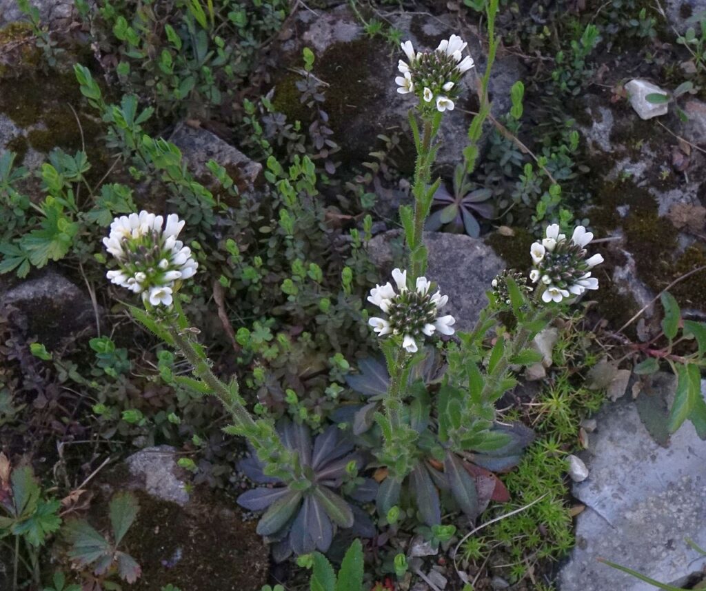 Quattro steli visti dall'altro, con rosetta basale di foglie verdi e infiorescenza a grappolo bianca in cima.