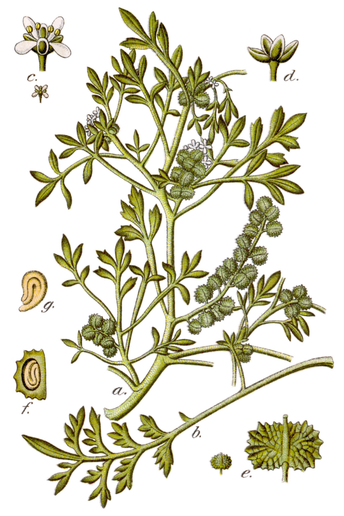 Tavola scientifica con disegno del coronopo, per mostrare fusti, foglie, fiori, frutti e semi.