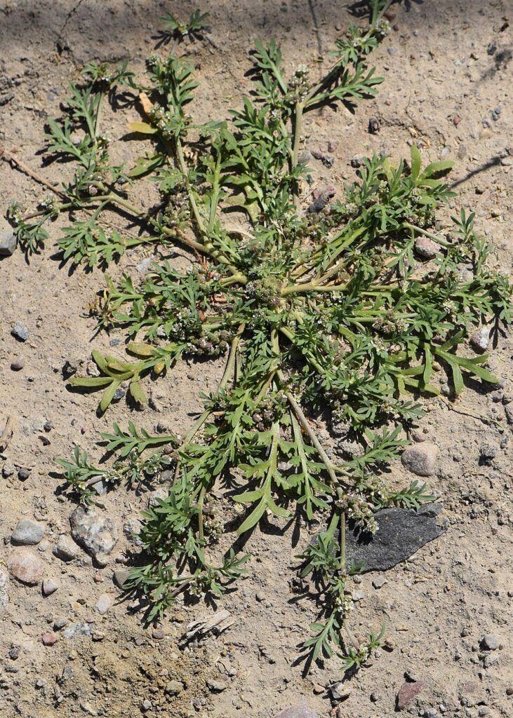 Pianta verde, appiattita e strisciante su terreno argilloso.