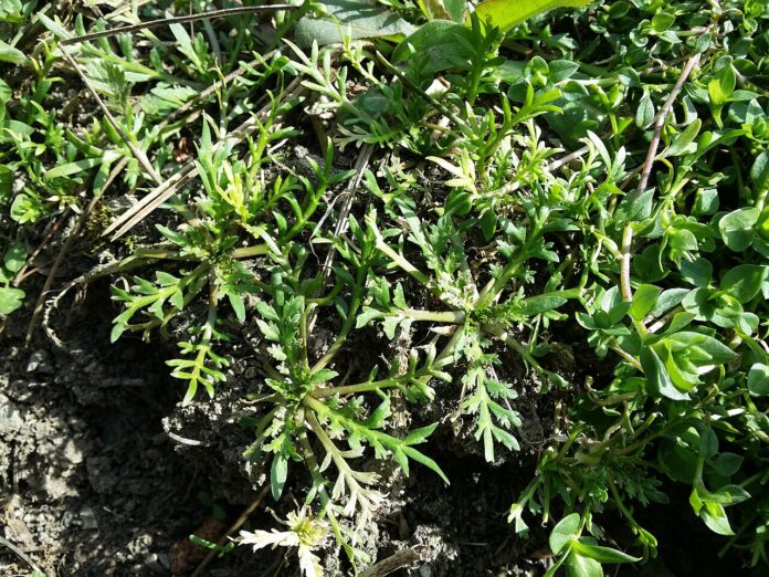 Tappeto erboso di diverse piante prostrate sul terreno.