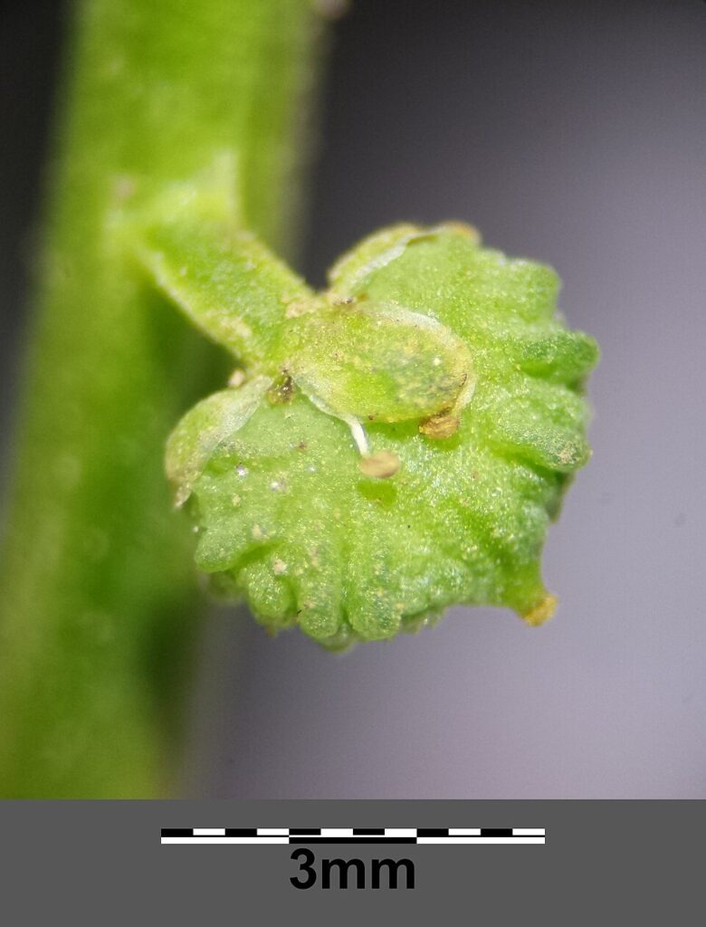 Particolare di un frutto verde con evidenti bitorzoli in superficie.