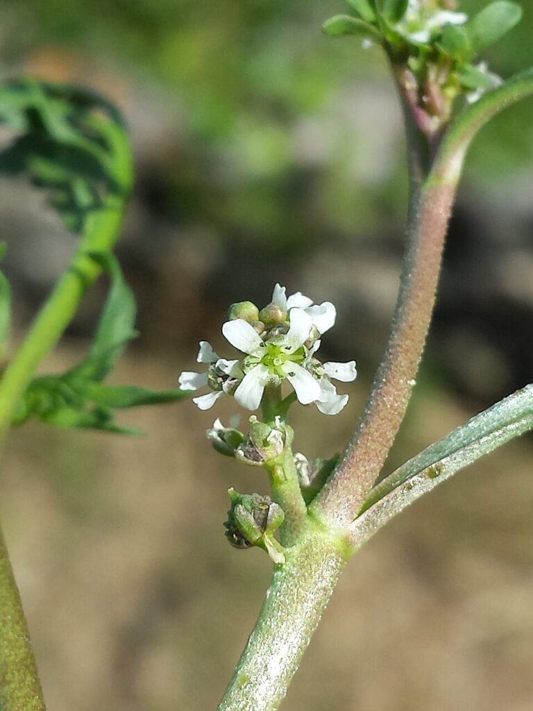 Particolare con infiorescenza di coronopo. Sono visibili alcuni fiori bianchi a 4 petali e un piccolo frutto in primo piano.